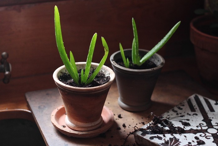 Aloe Vera em Vaso