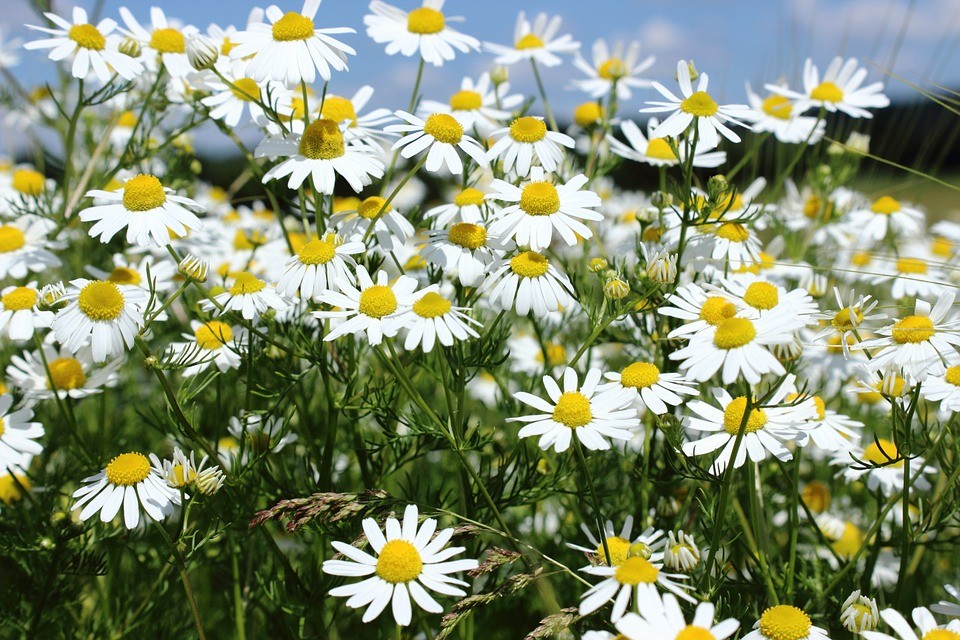 Como Cultivar Camomila