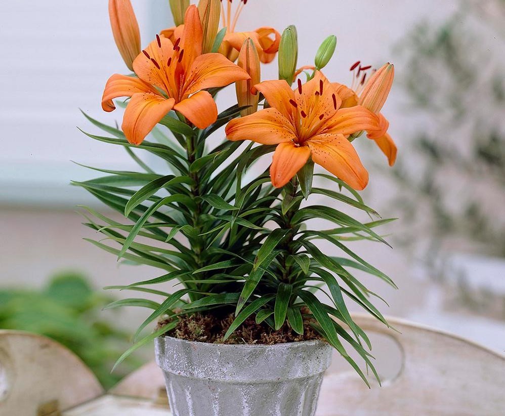Como Cultivar Lírios no vaso