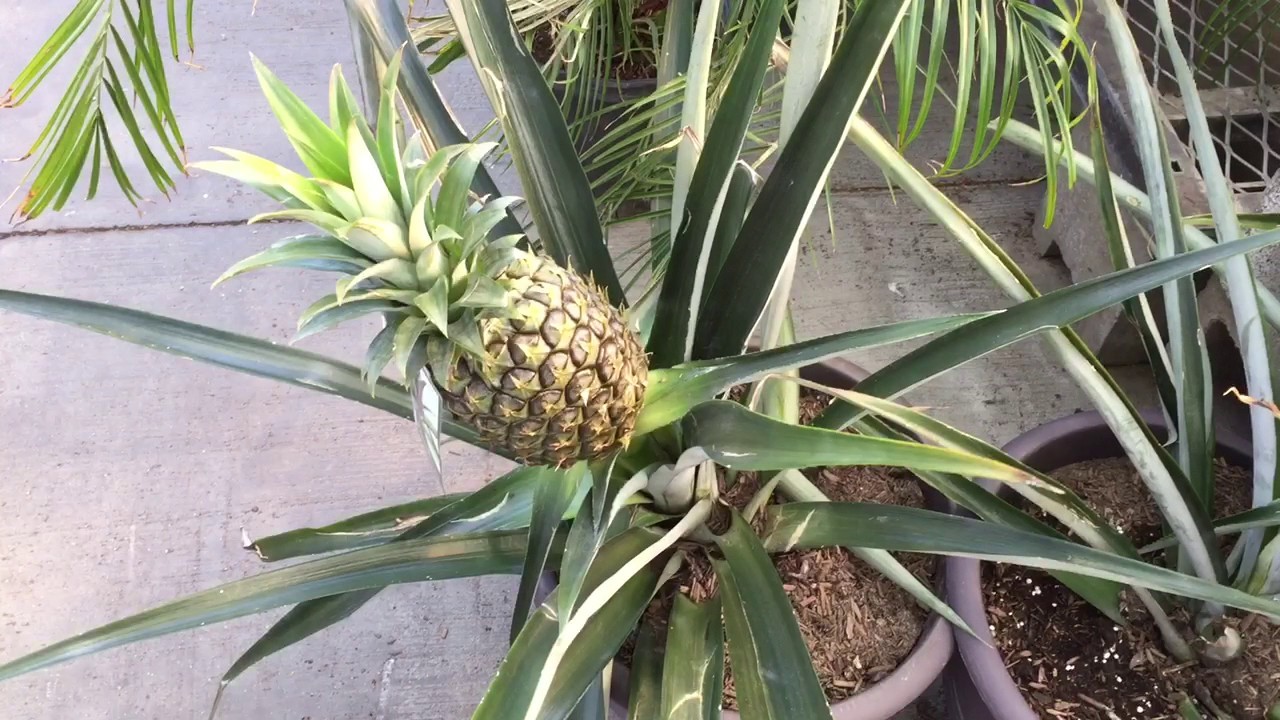 Como Plantar Abacaxi em um Vaso