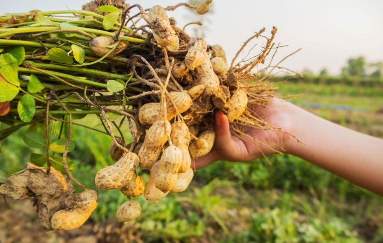 Como Plantar Amendoim em Casa