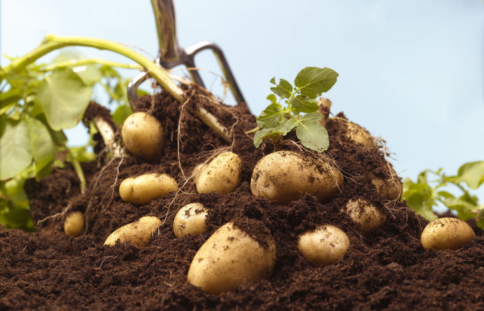 Como Plantar Batata em Casa