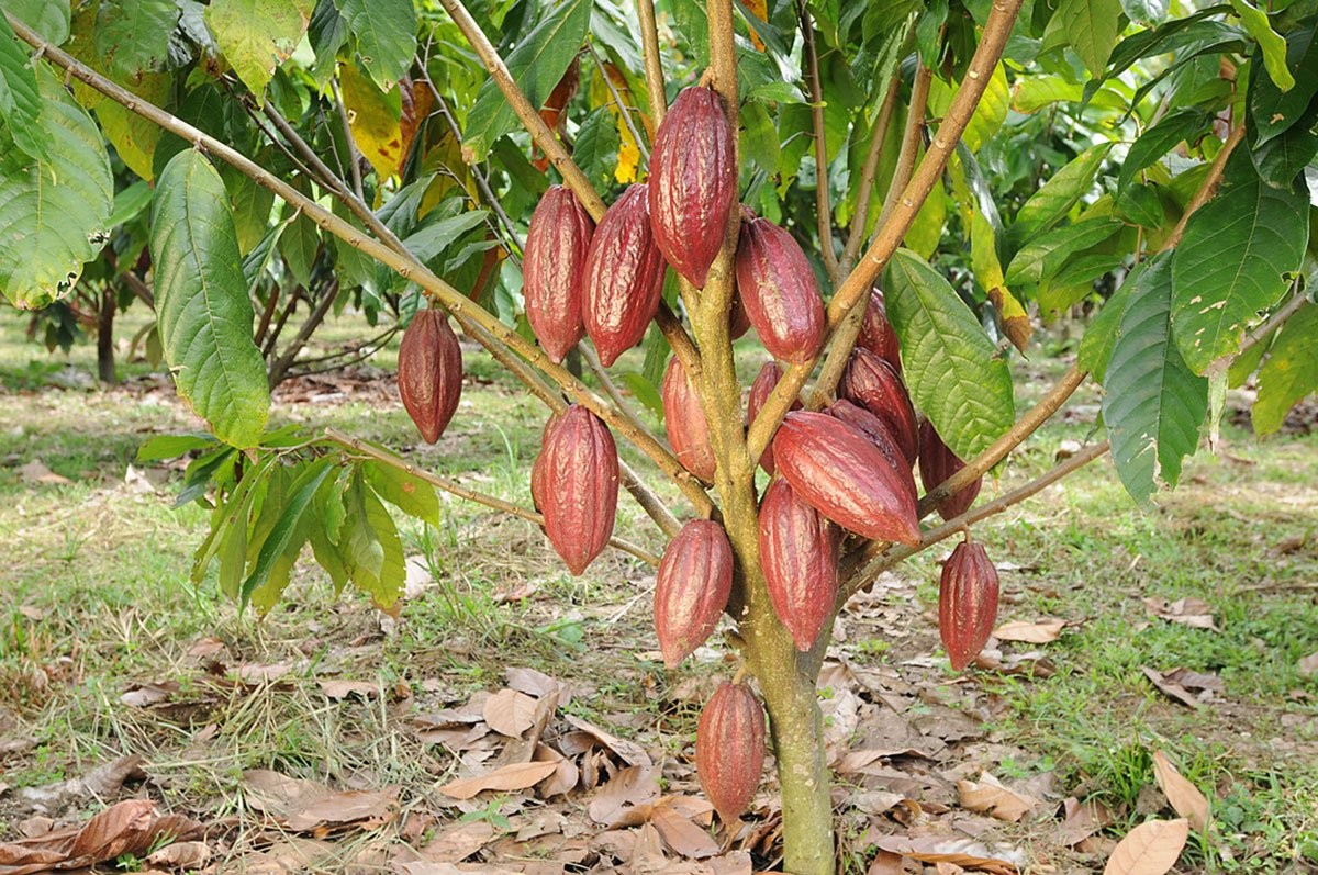 Como Plantar Cacau em Casa Como Plantar Cacau em Casa