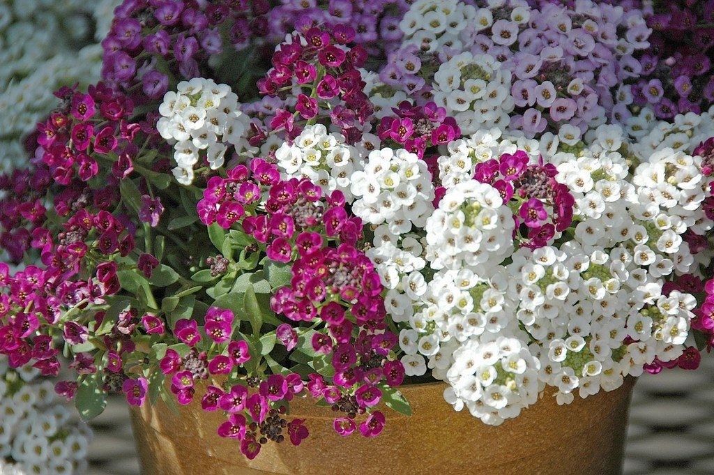 Como Plantar Flor-de-Mel em Casa