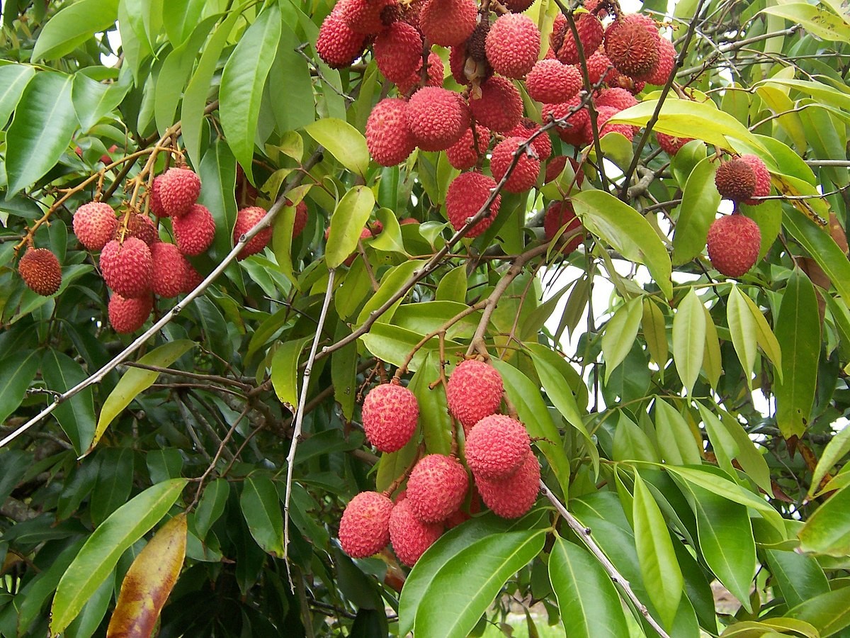 Como Plantar Lichia em Casa