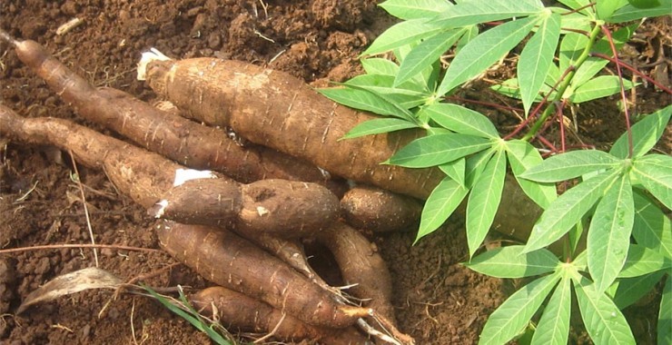 Como Plantar Mandioca em Casa