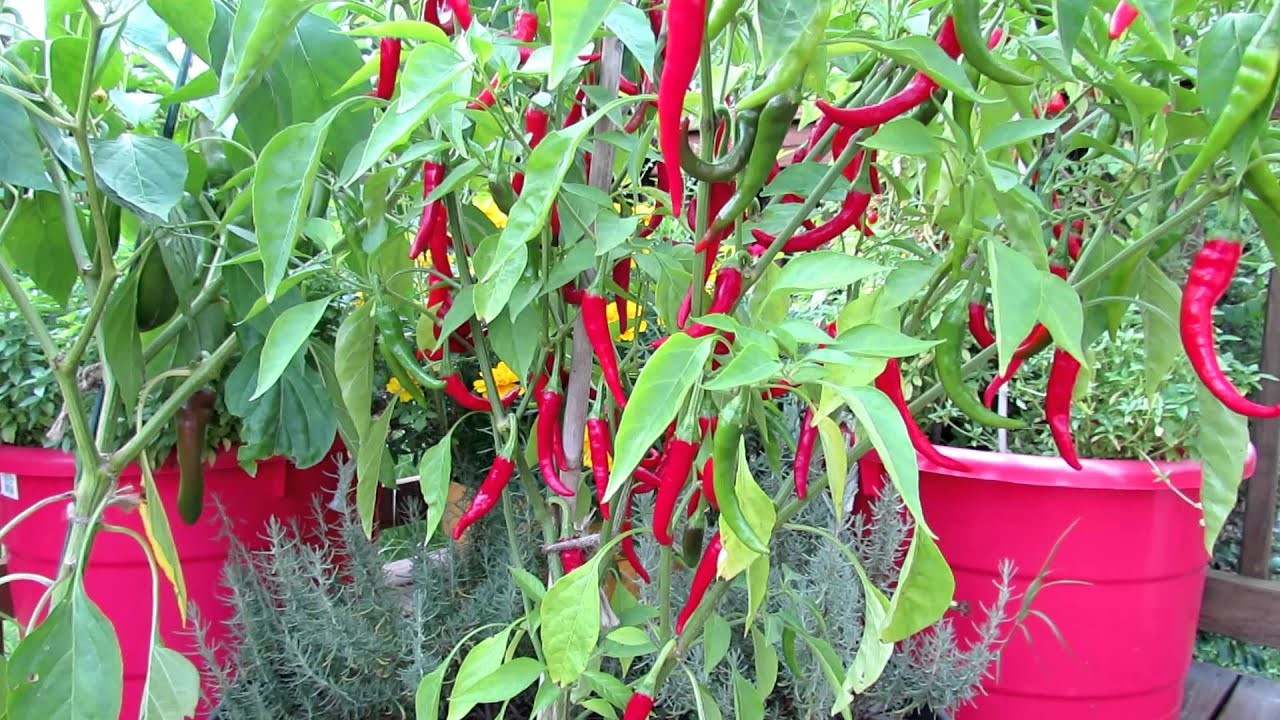 Como Plantar Pimenta Caiena