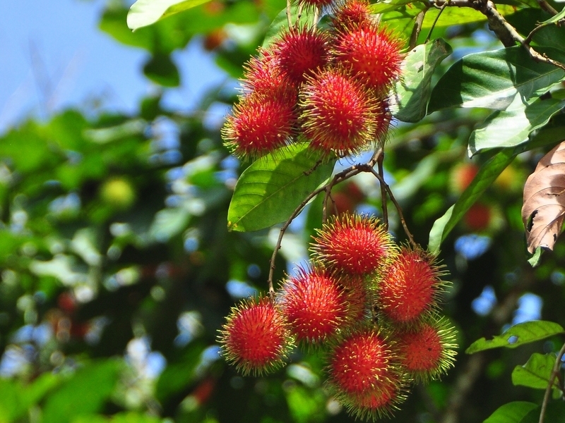 Como Plantar Rambutan