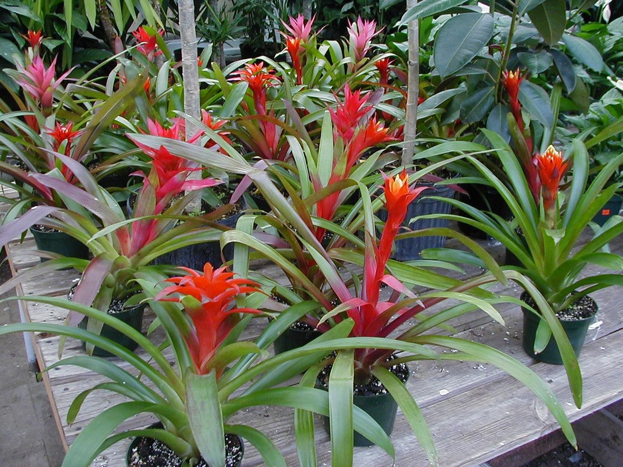 Como Plantar e Cuidar de uma Bromeliácea no Vaso
