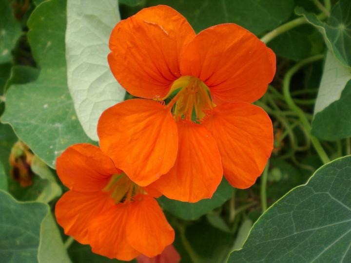 Como Plantar e Cultivar Capuchinha no Vaso