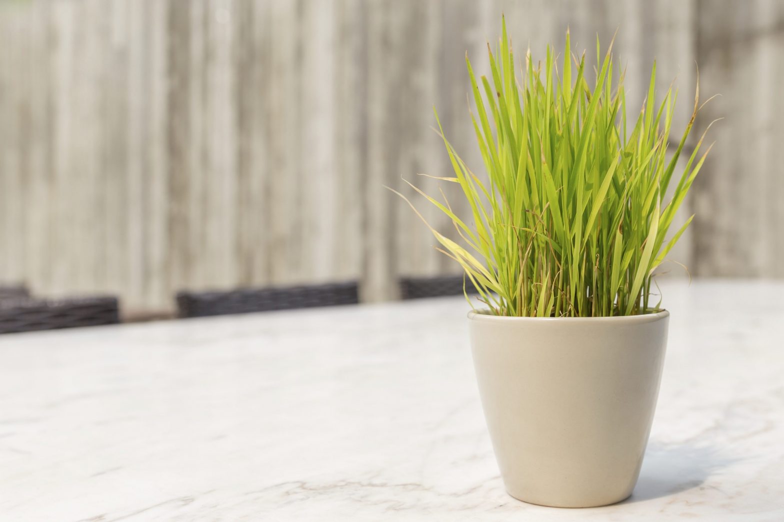 Cultivar Capim limao no Vaso