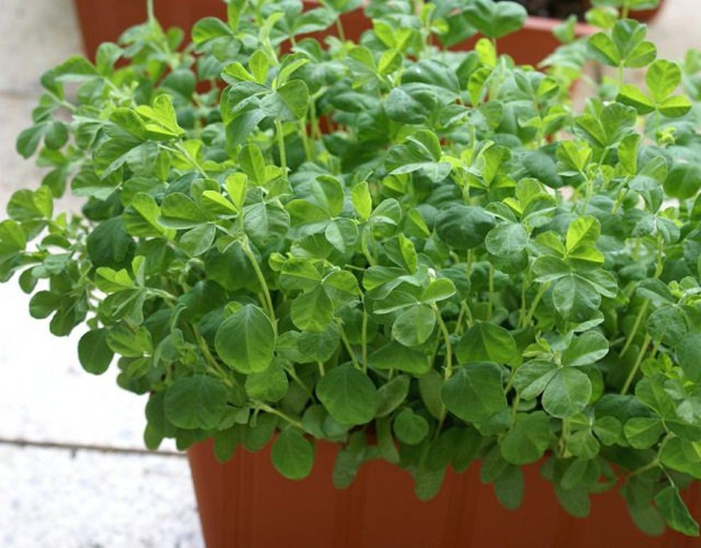 Cultivar Feno grego em Vasos