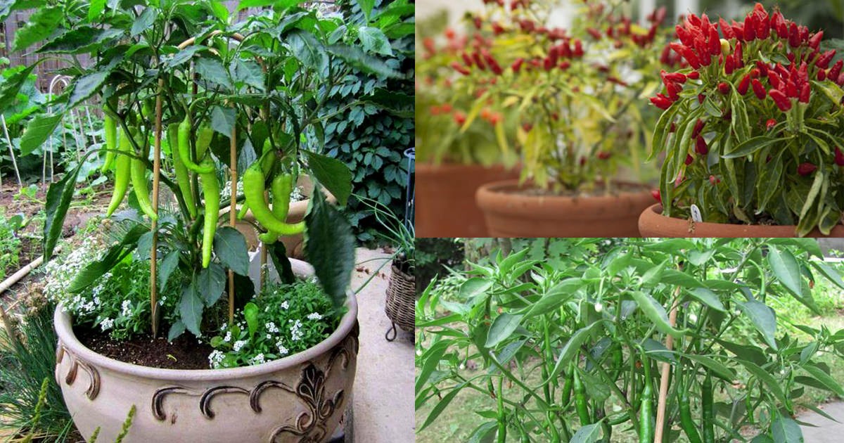 Cultivar Pimentas Verdes
