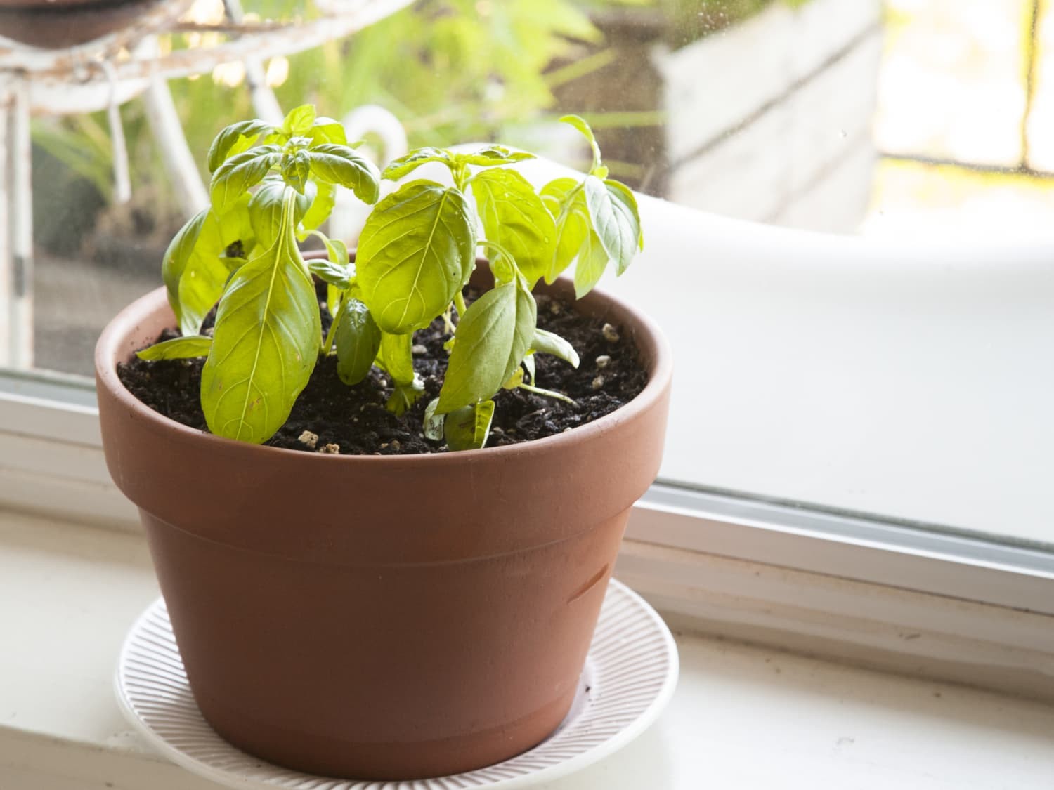 Dicas Incríveis Para Cultivar Canela em Casa