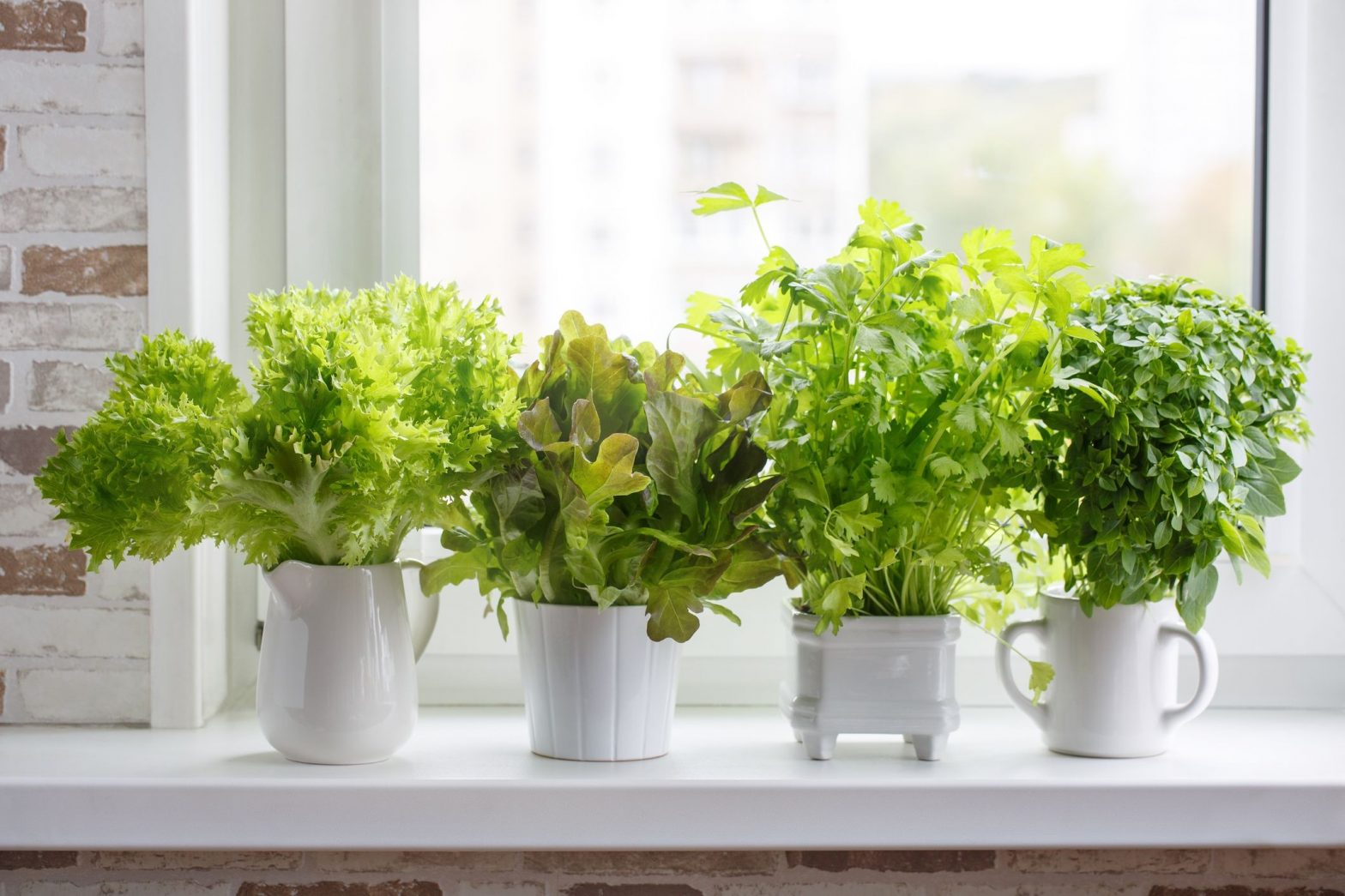 Dicas Para Fazer Seu Proprio Jardim de Vasos