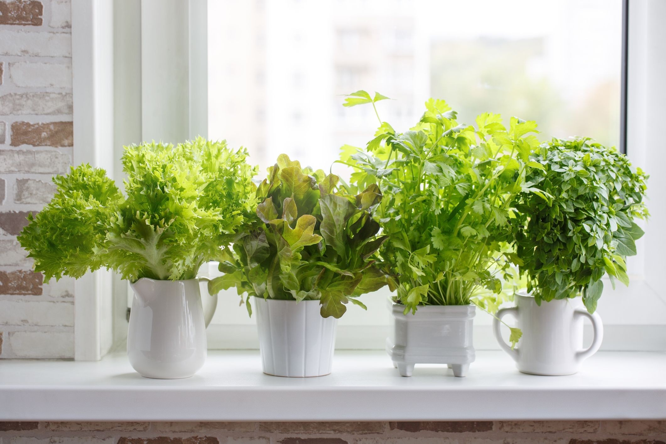 Dicas Para Fazer Seu Proprio Jardim de Vasos
