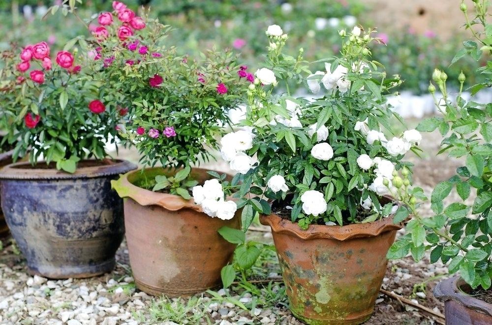 Dicas Para o Cultivo de Rosas em Recipiente
