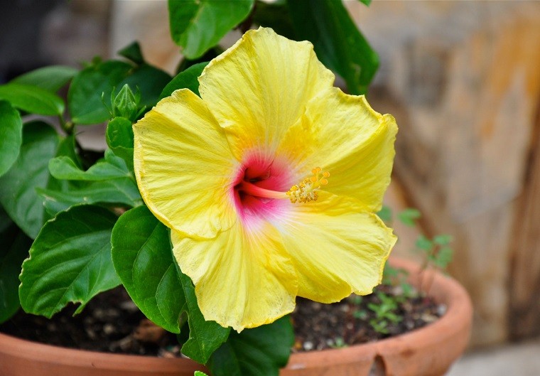 Hibisco Tropical no Vaso
