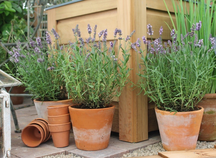 Lavanda no Vaso