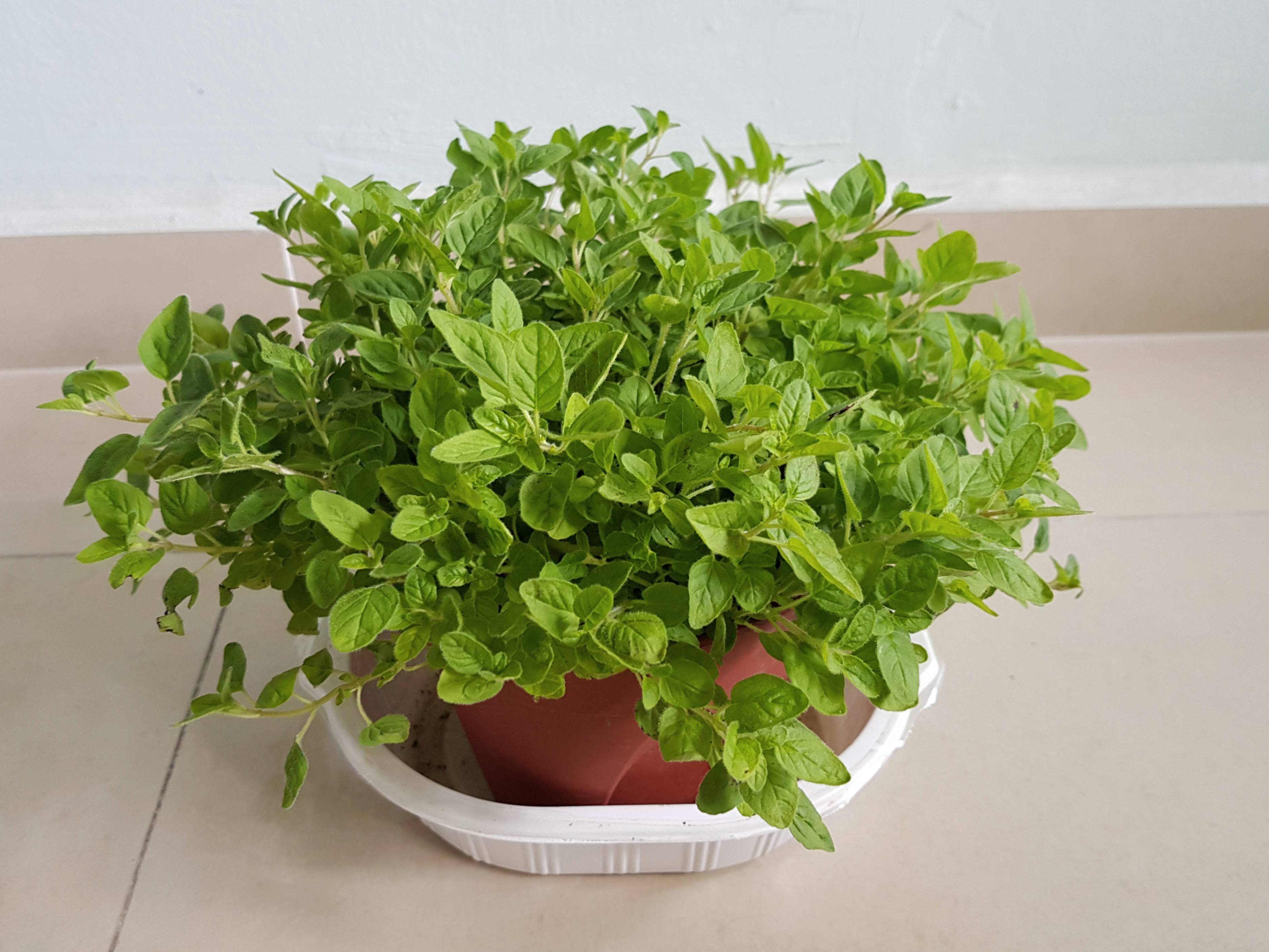 Oregano no Vaso