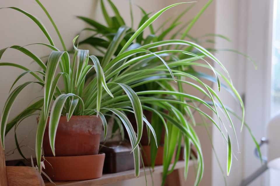 Planta Aranha em Vaso