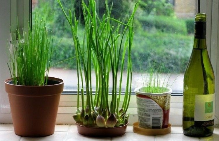 Plantar Alho em Vaso
