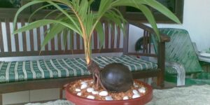 Plantar Coqueiro no Vaso