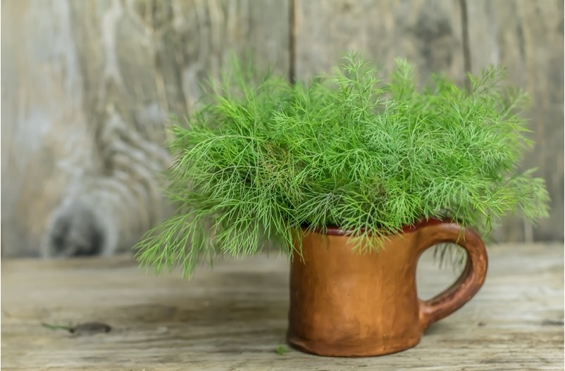 Plantar Endro em Vaso