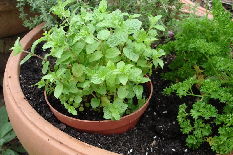 Plantar Hortela em Vaso
