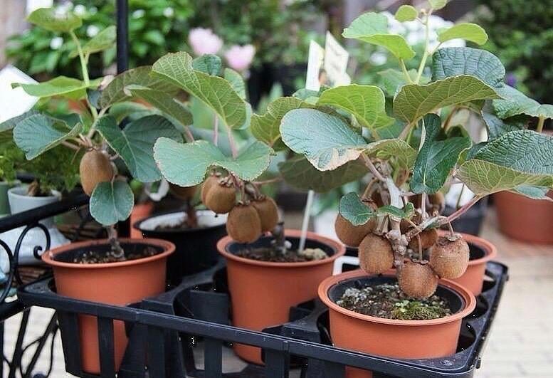Plantar Kiwi em Vasos