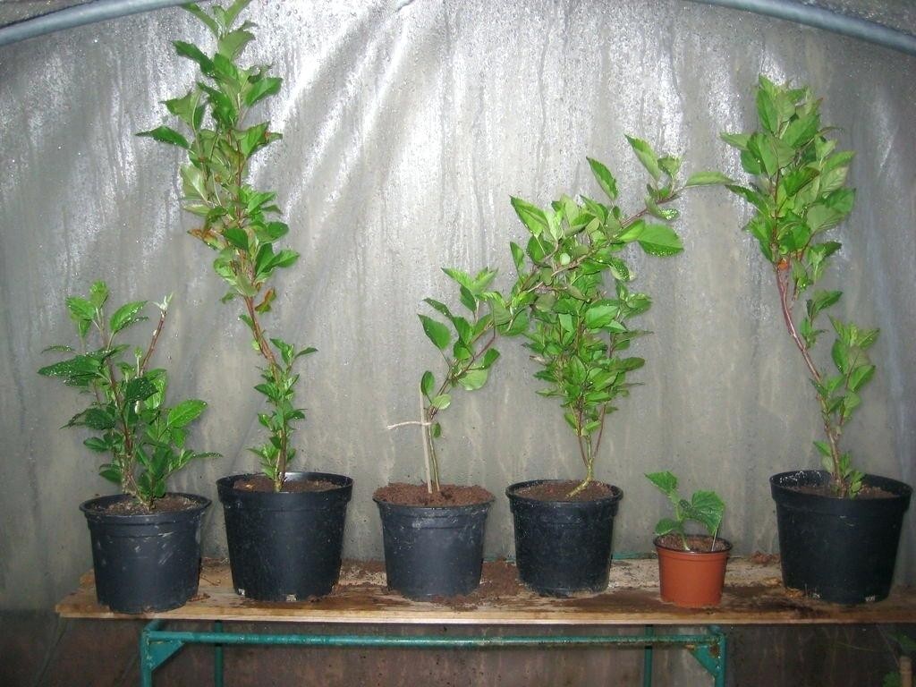 Plantar Macas em Vasos
