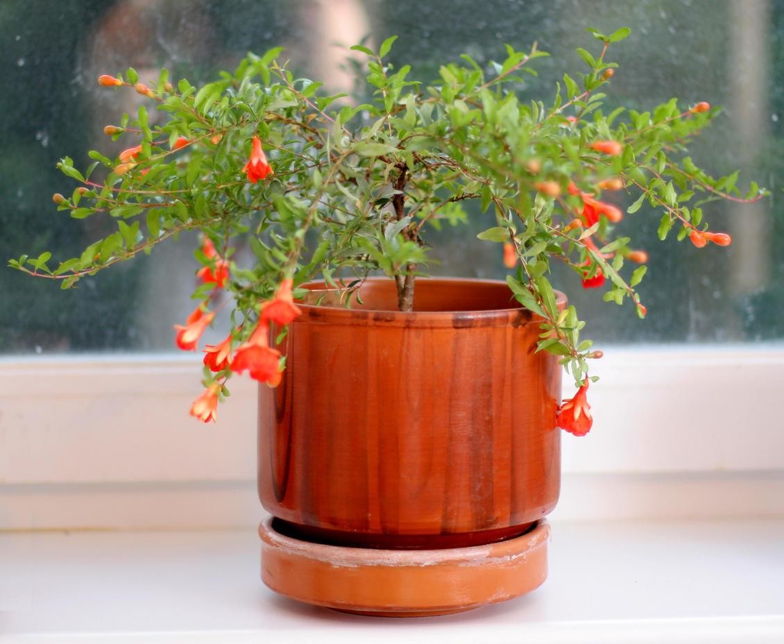Plantar Romas no Vaso