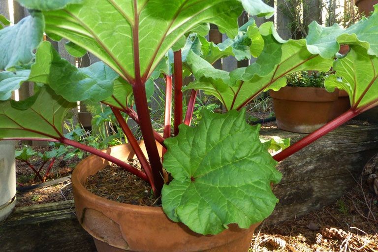Plantar Ruibarbo no Vaso