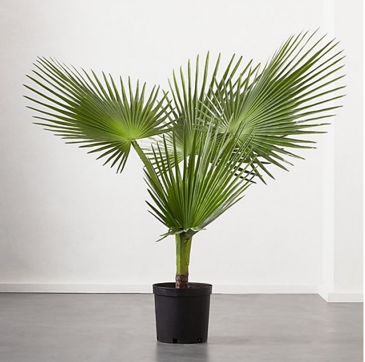 Plantio de Palmeira-Leque no vaso!