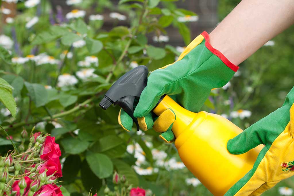 Receita Caseiro Para Eliminar as Pragas do Jardim