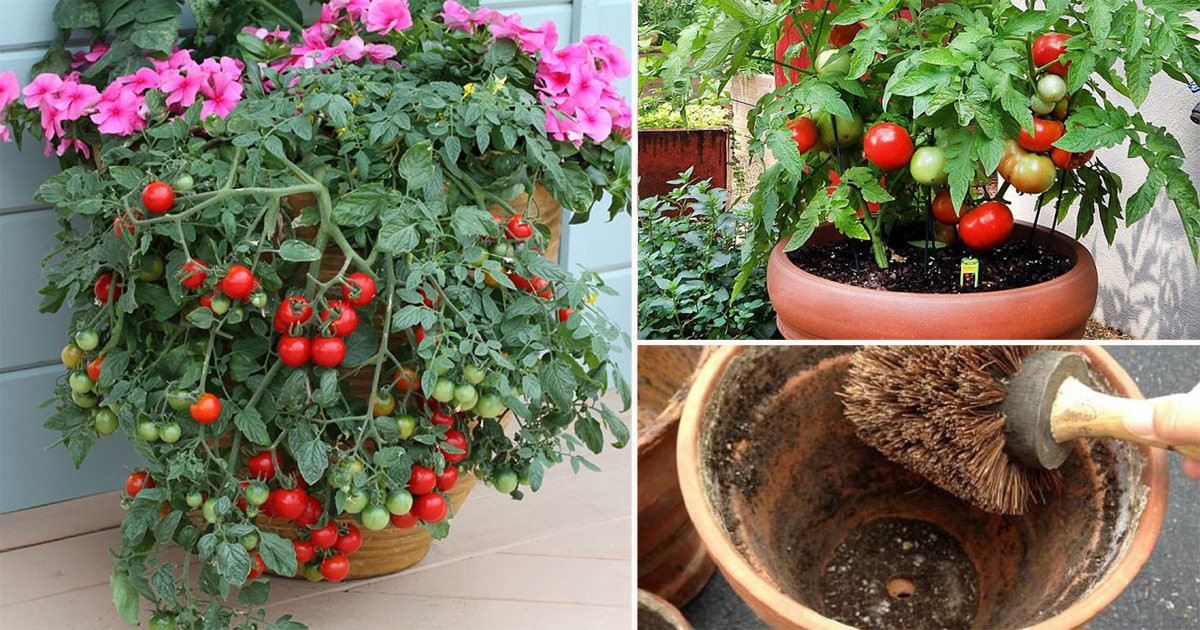 Tomates Cereja no Vaso