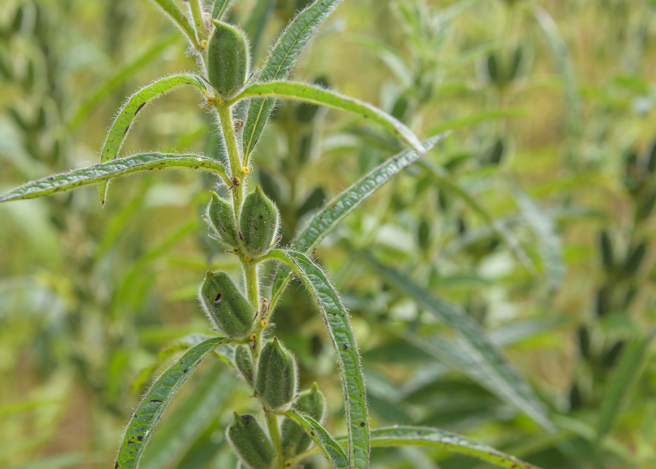 Tudo que Você Precisa Saber Sobre o Cultivo de Gergelim Tudo que Você Precisa Saber Sobre o Cultivo de Gergelim