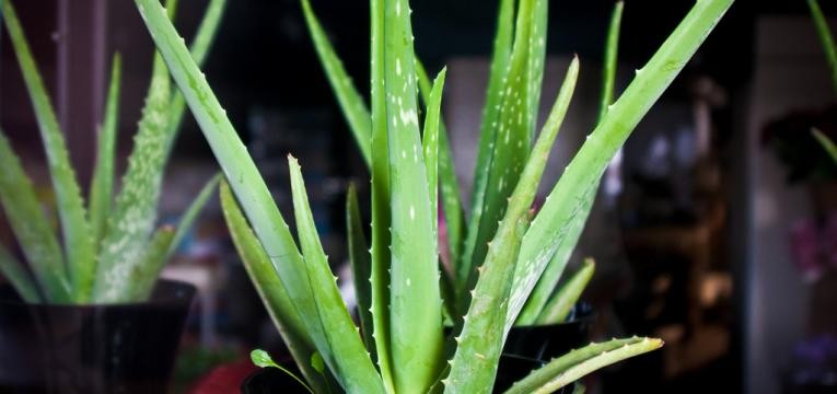 aloe vera no vaso