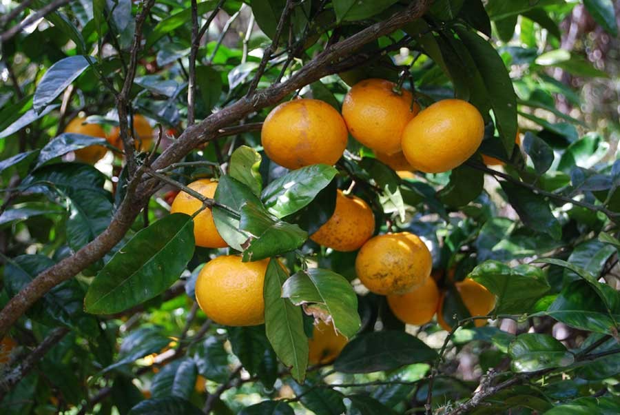 cultivo de toranja