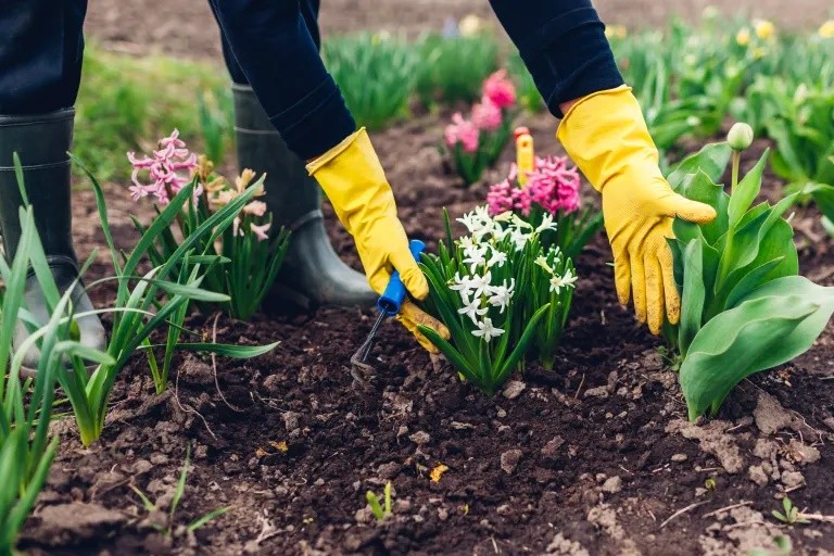 dicas de jardinagem