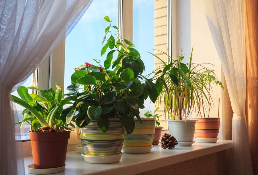 etapas para plantar legumes e erva no vaso