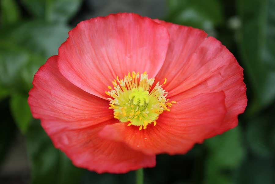 flor de papoula