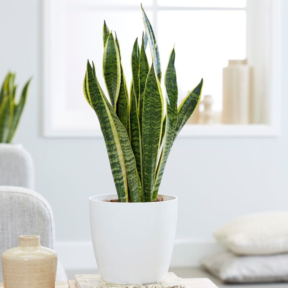 planta cobra